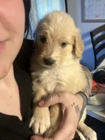 Beige collar, a female Goldendoodle and Golden Pyrenees for sale in Frontenac, MN – 2 of 5