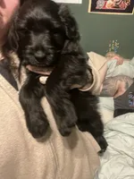 Light blue collar, a female Goldendoodle and Golden Pyrenees for sale in Frontenac, MN – 2 of 6