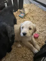 Black collar , a female Goldendoodle and Golden Pyrenees for sale in Frontenac, MN – 3 of 5