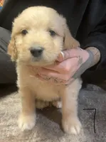 Dark blue collar, a male Goldendoodle and Golden Pyrenees for sale in Frontenac, MN – 1 of 6
