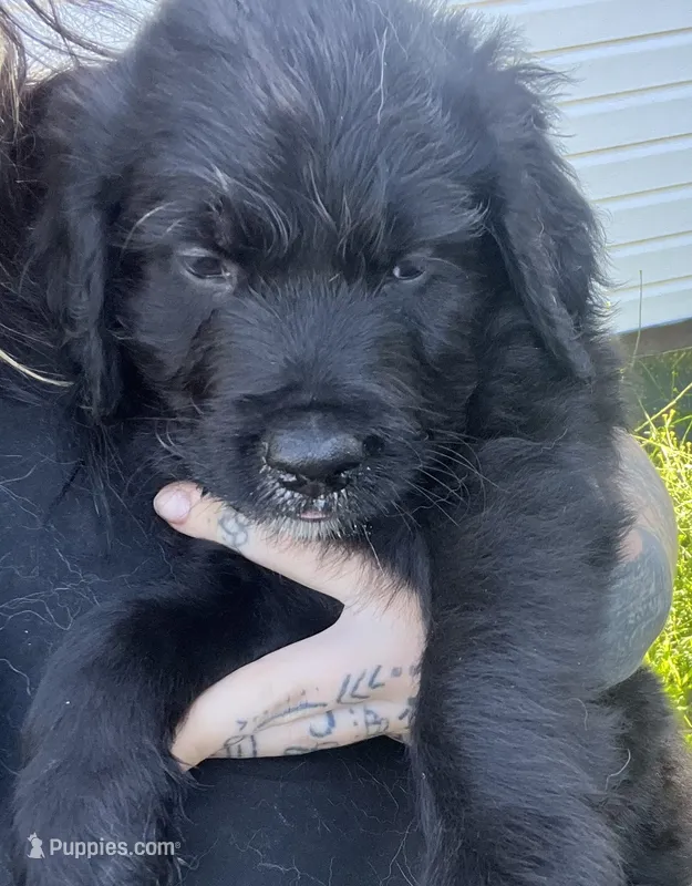 Gray Collar – Goldendoodle, Golden Pyrenees puppy for sale in Frontenac, MN