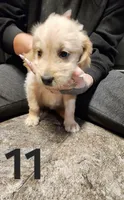 Beige collar, a female Goldendoodle and Golden Pyrenees for sale in Frontenac, MN – 1 of 5