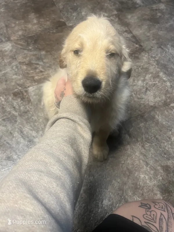 Orange collar – Goldendoodle, Golden Pyrenees puppy for sale in Frontenac, MN