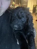 Red collar, a male Goldendoodle and Golden Pyrenees for sale in Frontenac, MN – 3 of 6