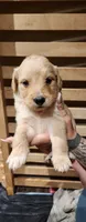 Light green collar, a female Goldendoodle and Golden Pyrenees for sale in Frontenac, MN – 2 of 4