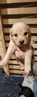 Orange collar, a male Goldendoodle and Golden Pyrenees for sale in Frontenac, MN – 3 of 6