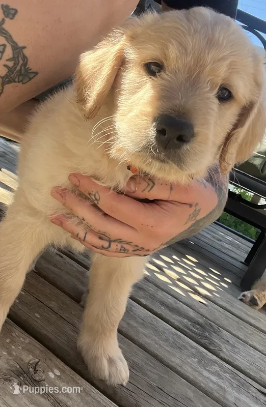 Orange collar – Goldendoodle, Golden Pyrenees puppy for sale in Frontenac, MN