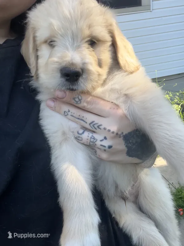 Dark green collar  – Goldendoodle, Golden Pyrenees puppy for sale in Frontenac, MN