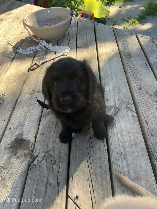 Red collar – Goldendoodle, Golden Pyrenees puppy for sale in Frontenac, MN