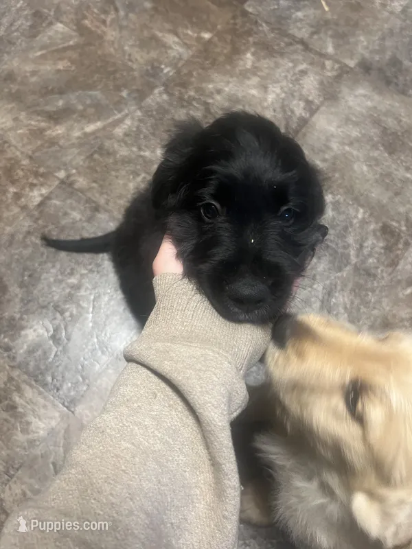 Gray Collar – Goldendoodle, Golden Pyrenees puppy for sale in Frontenac, MN