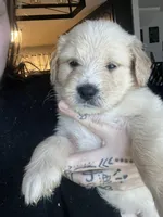 Dark green collar , a male Goldendoodle and Golden Pyrenees for sale in Frontenac, MN – 2 of 5