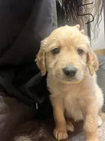 Yellow collar, a female Goldendoodle and Golden Pyrenees for sale in Frontenac, MN – 1 of 5