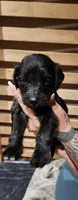 Light blue collar, a female Goldendoodle and Golden Pyrenees for sale in Frontenac, MN – 4 of 6