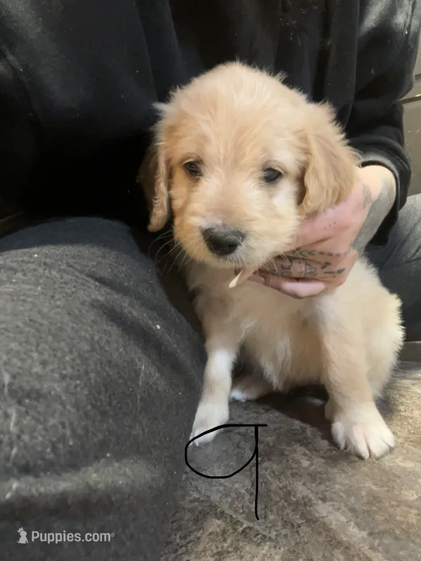 Light green collar – Goldendoodle, Golden Pyrenees puppy for sale in Frontenac, MN