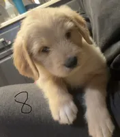 Black collar , a female Goldendoodle and Golden Pyrenees for sale in Frontenac, MN – 1 of 5