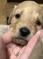 Yellow collar, a female Goldendoodle and Golden Pyrenees for sale in Frontenac, MN – 3 of 5