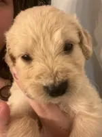 Dark blue collar, a male Goldendoodle and Golden Pyrenees for sale in Frontenac, MN – 4 of 6