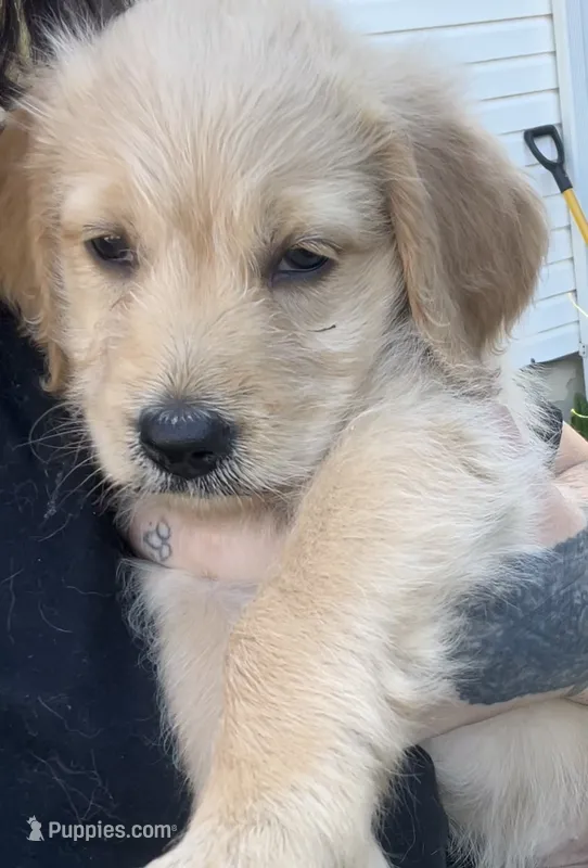 Beige collar – Goldendoodle, Golden Pyrenees puppy for sale in Frontenac, MN