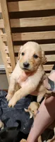 Beige collar, a female Goldendoodle and Golden Pyrenees for sale in Frontenac, MN – 3 of 5