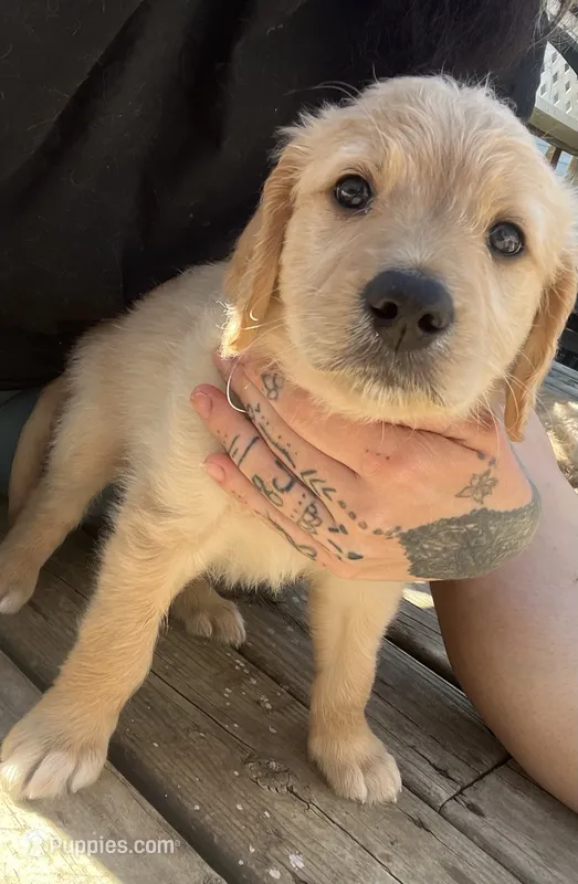 Yellow collar – Goldendoodle, Golden Pyrenees puppy for sale in Frontenac, MN