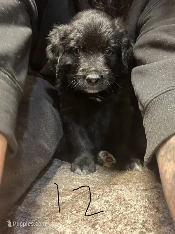 Gray Collar – Goldendoodle, Golden Pyrenees puppy for sale in Frontenac, MN