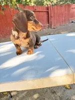 Star, a female Miniature Dachshund for sale in Palmdale, CA – 3 of 4