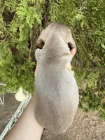 Benji , a male Miniature Dachshund for sale in Palmdale, CA – 3 of 10