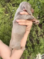Benji , a male Miniature Dachshund for sale in Palmdale, CA – 4 of 10