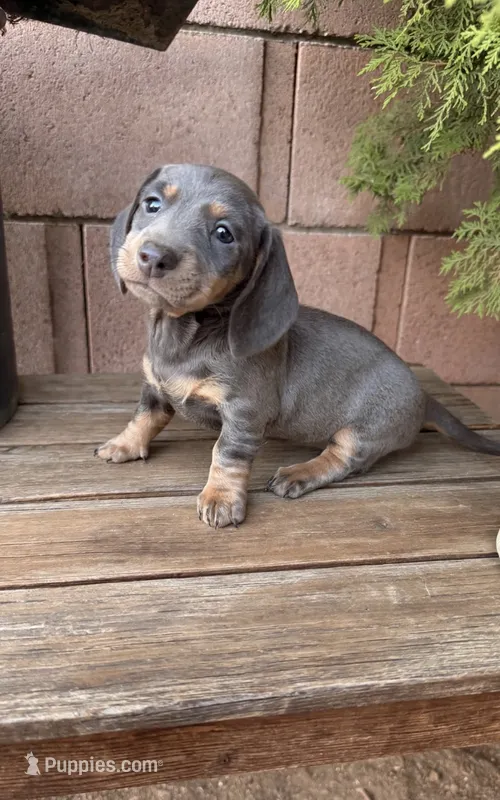 Lady – Miniature Dachshund puppy for sale in Palmdale, CA