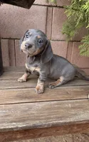 Lady, a female Miniature Dachshund for sale in Palmdale, CA – 1 of 3