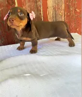 Darla , a female Miniature Dachshund for sale in Palmdale, CA – 2 of 7