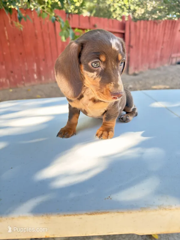 Star – Miniature Dachshund puppy for sale in Palmdale, CA
