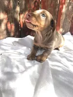 Benji , a male Miniature Dachshund for sale in Palmdale, CA – 9 of 10