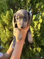 Lady, a female Miniature Dachshund for sale in Palmdale, CA – 3 of 3