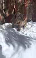 Benji , a male Miniature Dachshund for sale in Palmdale, CA – 10 of 10