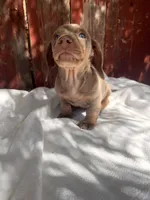 Benji , a male Miniature Dachshund for sale in Palmdale, CA – 7 of 10