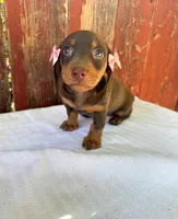 Darla , a female Miniature Dachshund for sale in Palmdale, CA – 4 of 7