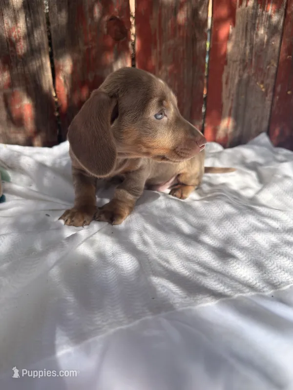 Benji  – Miniature Dachshund puppy for sale in Palmdale, CA