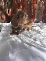 Benji , a male Miniature Dachshund for sale in Palmdale, CA – 6 of 10