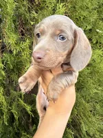 Benji , a male Miniature Dachshund for sale in Palmdale, CA – 2 of 10