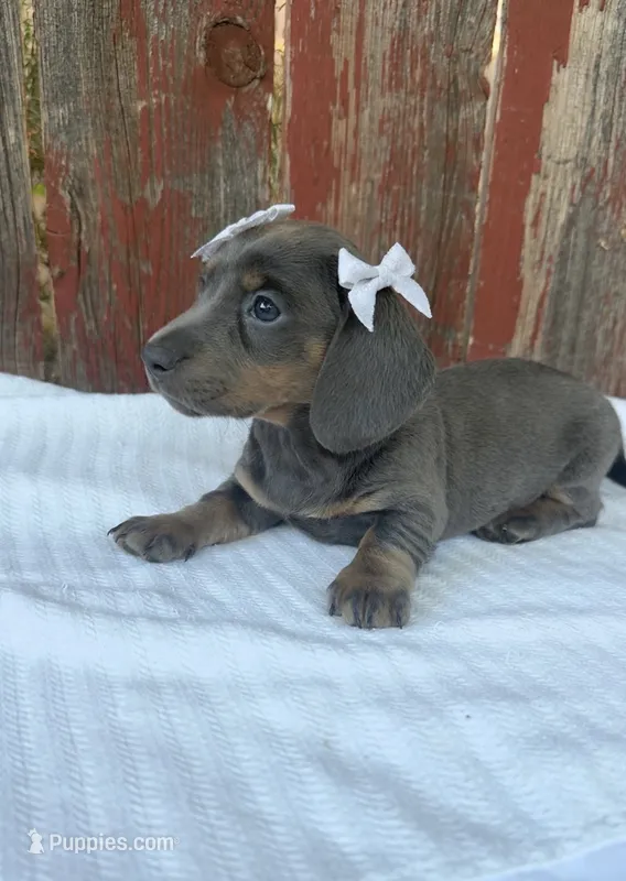 Bella – Miniature Dachshund puppy for sale in Palmdale, CA