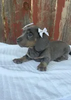 Bella, a female Miniature Dachshund for sale in Palmdale, CA – 1 of 1