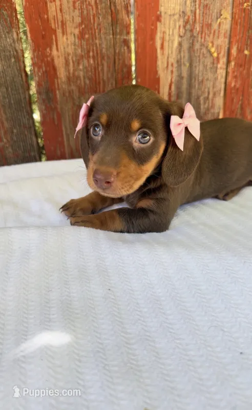 Darla  – Miniature Dachshund puppy for sale in Palmdale, CA