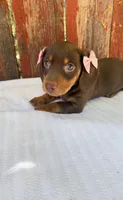 Darla , a female Miniature Dachshund for sale in Palmdale, CA – 1 of 7