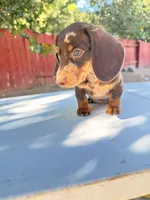 Star, a female Miniature Dachshund for sale in Palmdale, CA – 2 of 4