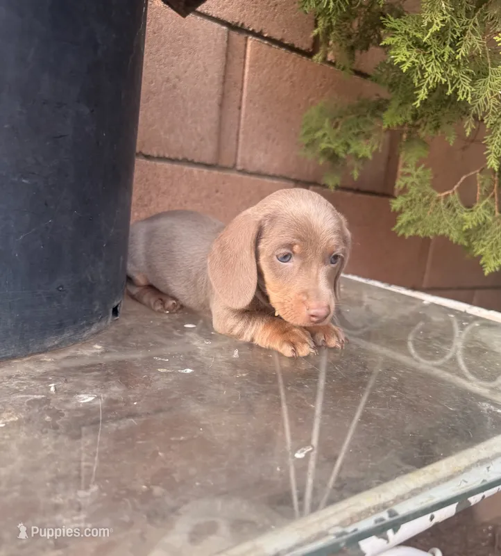 Benji  – Miniature Dachshund puppy for sale in Palmdale, CA