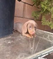 Benji , a male Miniature Dachshund for sale in Palmdale, CA – 1 of 10