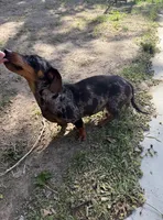 Darla , a female Miniature Dachshund for sale in Palmdale, CA – 6 of 7