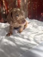 Benji , a male Miniature Dachshund for sale in Palmdale, CA – 8 of 10