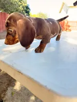 Star, a female Miniature Dachshund for sale in Palmdale, CA – 4 of 4